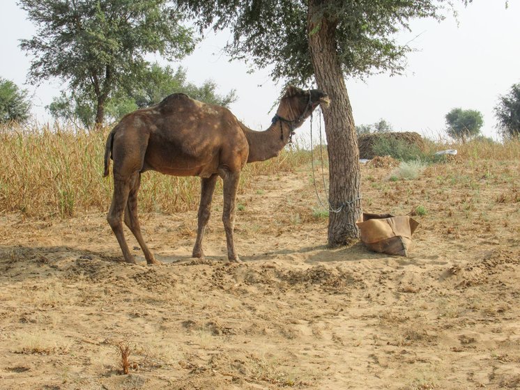 In the fields that Bajrang Goswami and his wife Raj Kaur cultivate as sharecroppers outside Gajuvas village in Taranagar tehsil

