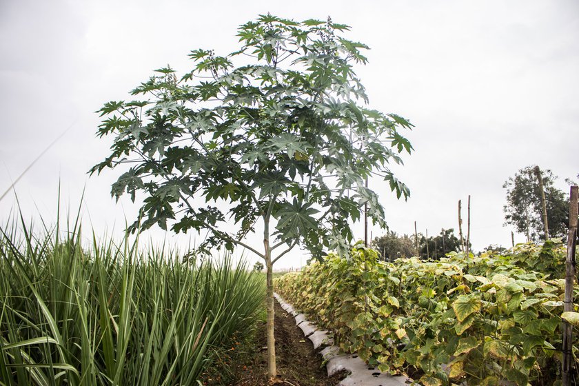 Left: Till the year 2000, Narayan Gaikwad’s field had at least 100 castor oil plants. Today, it’s down to only 15 in the 3.25 acres of land.