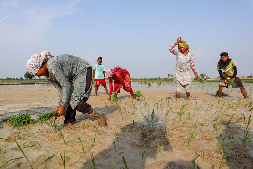 'We don’t labour in the fields out of joy, but out of the helplessness of our families ,' says Jasdeep. Her family are Mazhabi Sikhs, listed as Scheduled Caste in Punjab; most people in her community do not own land but work in the fields of upper caste farmers