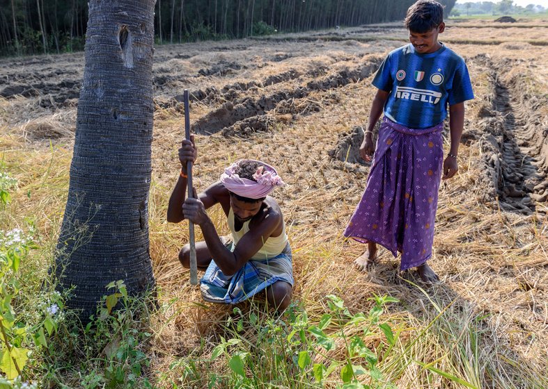 Once the rats are caught, K. Krishnan (left) and his cousin G. Manigandan dig through the rat tunnels to carefully extract the stored paddy

