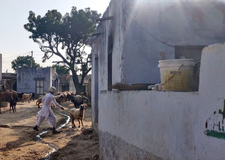 Left: Hari Ram Dewasi herds the animals out of the baada while a reluctant sheep tries to return to it