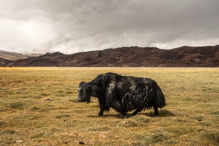 A full grown Himalayan yak (left) and their pastoral Changpa owners (right). Kavarima, a word for yak, missing in modern Tamil dictionaries, is found in Sangam poetry