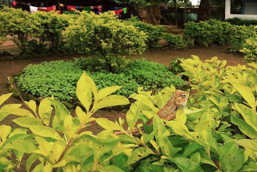 A chameleon lazes in the sun, at the government residential school for Adivasi children, Farsegarh village