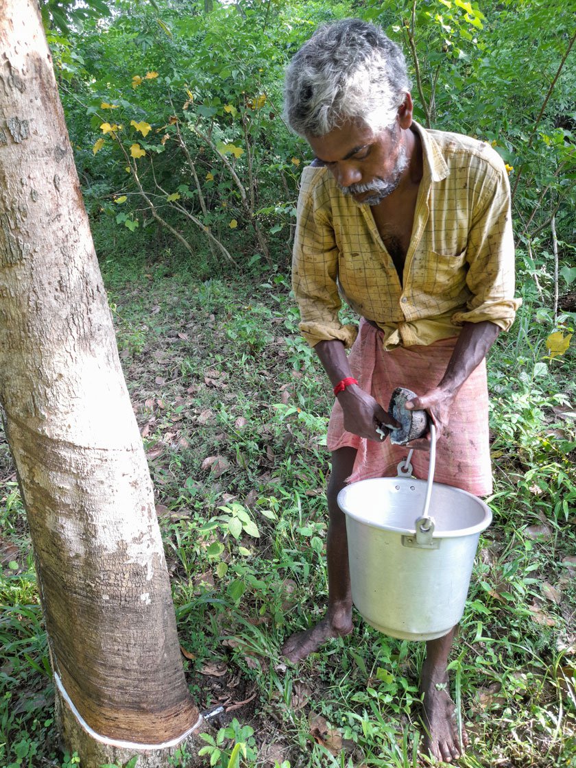 After breakfast, Srirangan and Leela walk back with buckets (left) in which they collect the latex in (right)