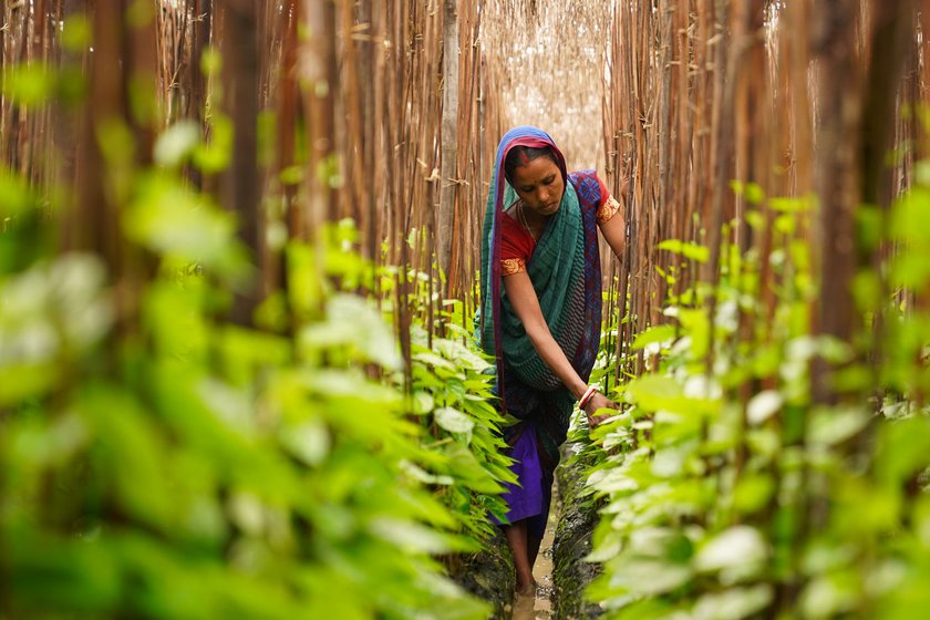 Newada district experienced intense heat in the summer of 2023, and many betel leaf farmers like Sunil (left) were badly hit. Karuna Devi (right) also does daily wage work in other farmers' betel fields for which she earns Rs. 200 a day