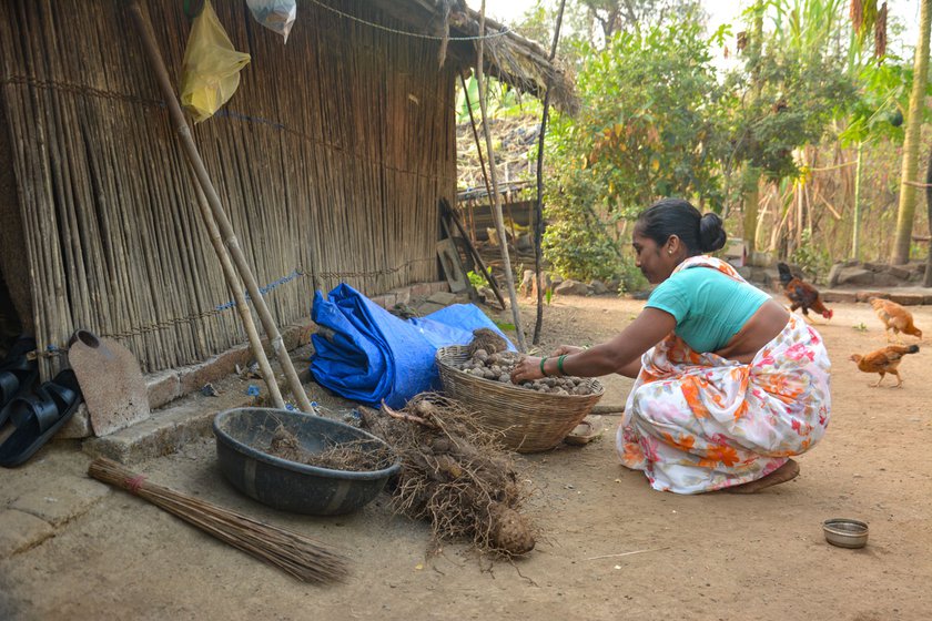 Rajashree Pared shows the tubers and root vegetables cultivated by them