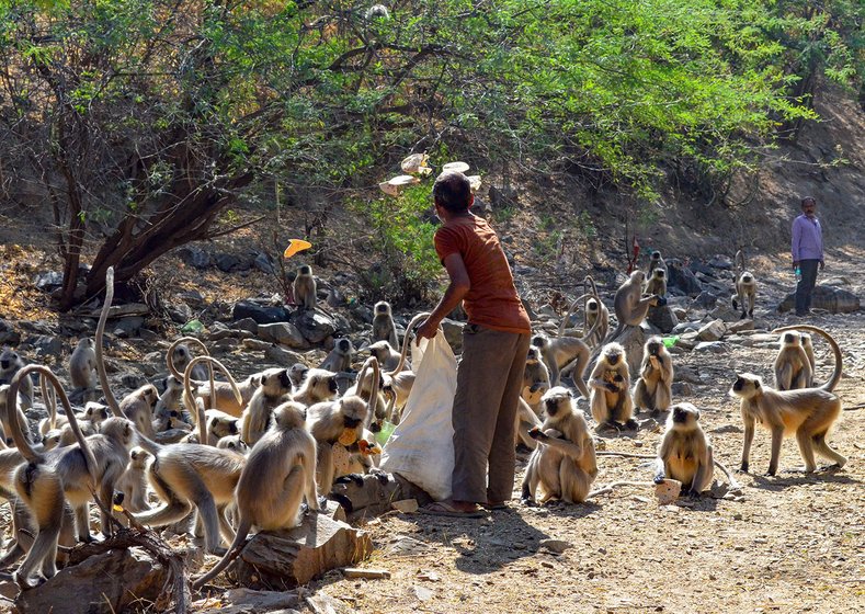 Jhujaram Dharmiji Sant feeding the langurs rotis