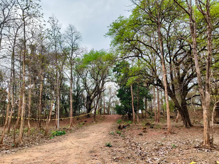 Right: The forest patch of Todgatta village will be felled for iron ore should the government allow the mines to come up. Locals fear this would result in a permanent destruction of their forests, homes and culture. This is one of the reasons why nearly 1,450 gram sabhas openly supported the Congress candidate Dr. Namdev Kirsan ahead of the Lok Sabha elections