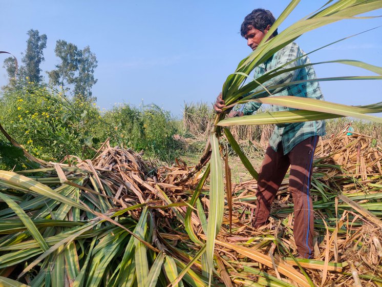 Farmer Rajmahal Mandal from Bihar's Barhuwa village cuts sugarcane in Gagsina village, Haryana, to earn more and take care of his family