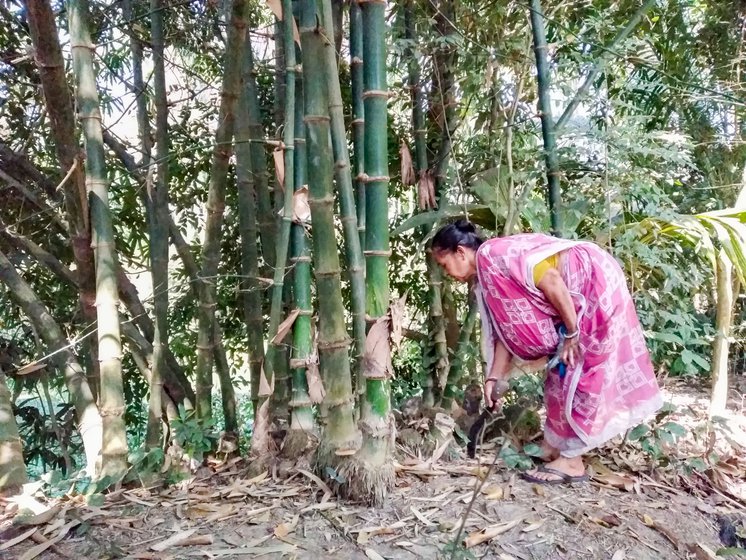 Right: She demarcates where the rhizome is located beneath the ground