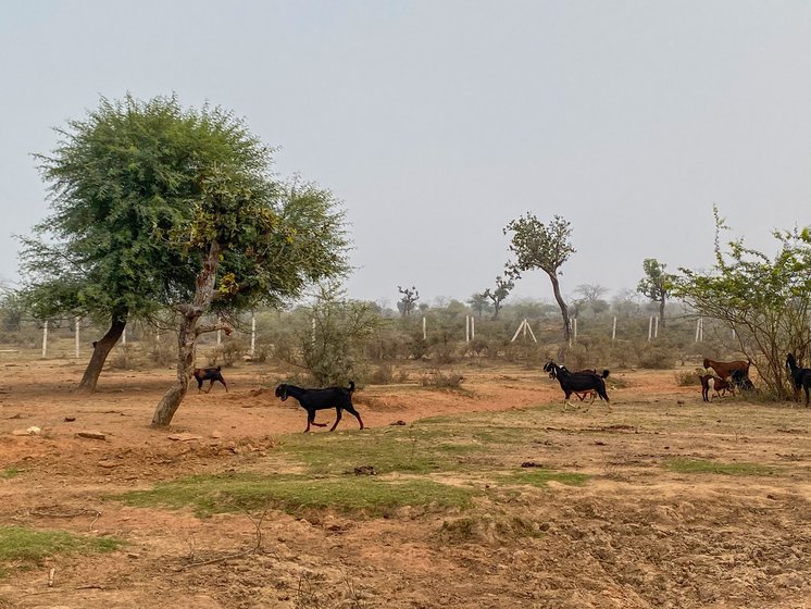 Gathering firewood (left) and other minor forest produce is now a game of hide and seek with the forest guards as new fences (right) have come up