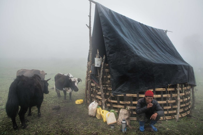 A full grown Himalayan yak (left) and their pastoral Changpa owners (right). Kavarima, a word for yak, missing in modern Tamil dictionaries, is found in Sangam poetry