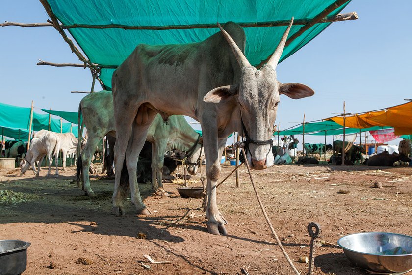 Lakshmi’s cattle