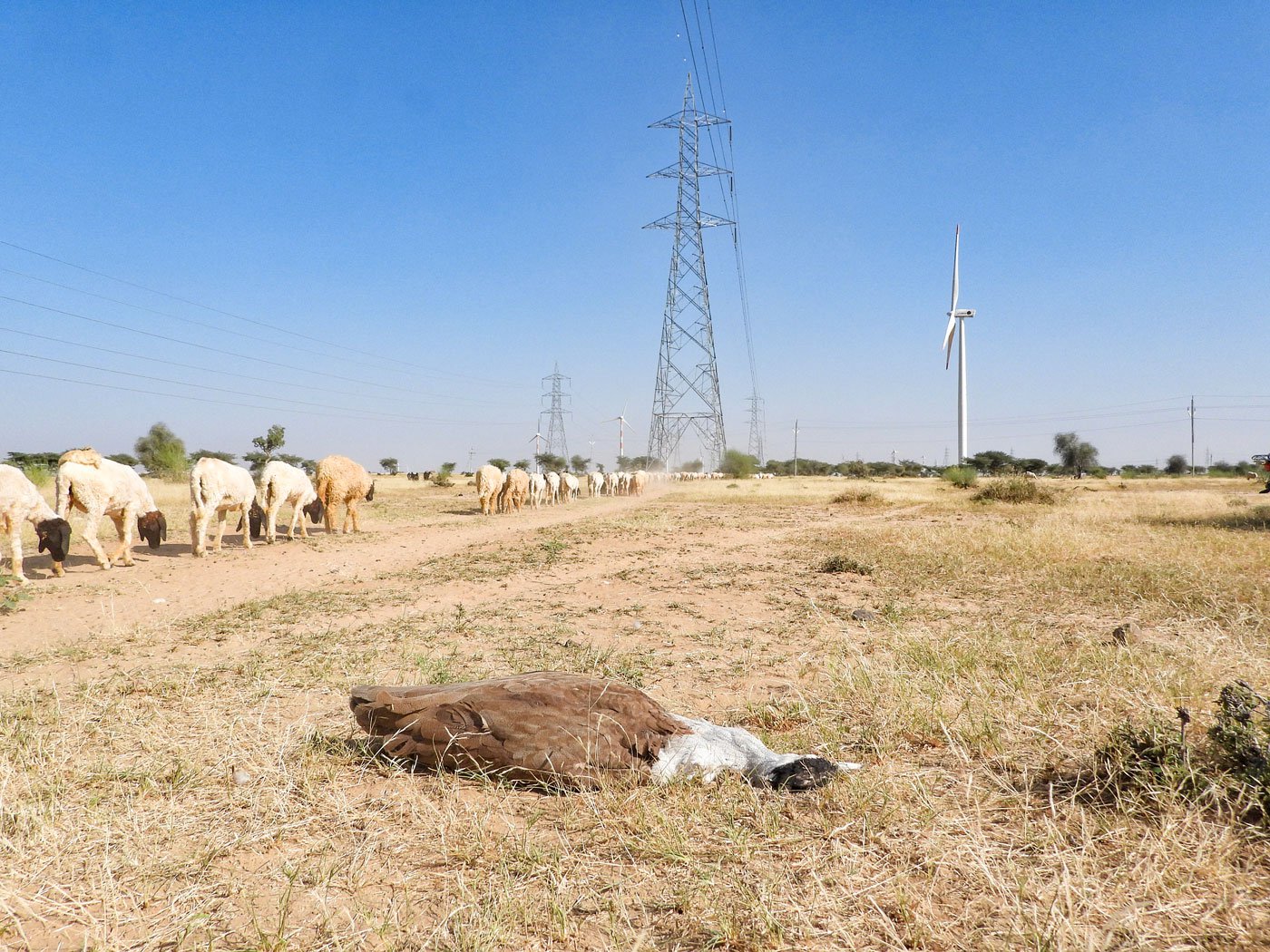 'We have lost GIB in almost all areas. There has not been any significant habitat restoration and conservation initiative by the government,' says Dr. Sumit Dookia