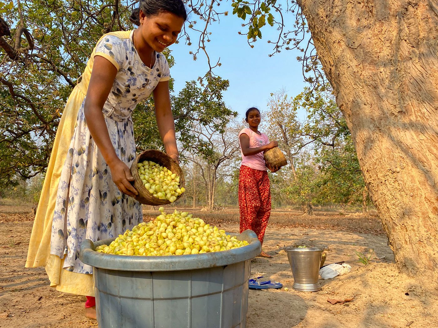 Sarita (yellow), the eldest child in the family, is studying in 2nd year BA. She has been collecting the flowers in this season, since she was a child. She says last year they had earned about 40,000 rupees from collecting mahua . Their entire family works on collecting it, including their parents and grandparents. Her sister Uma (red) is standing in the background