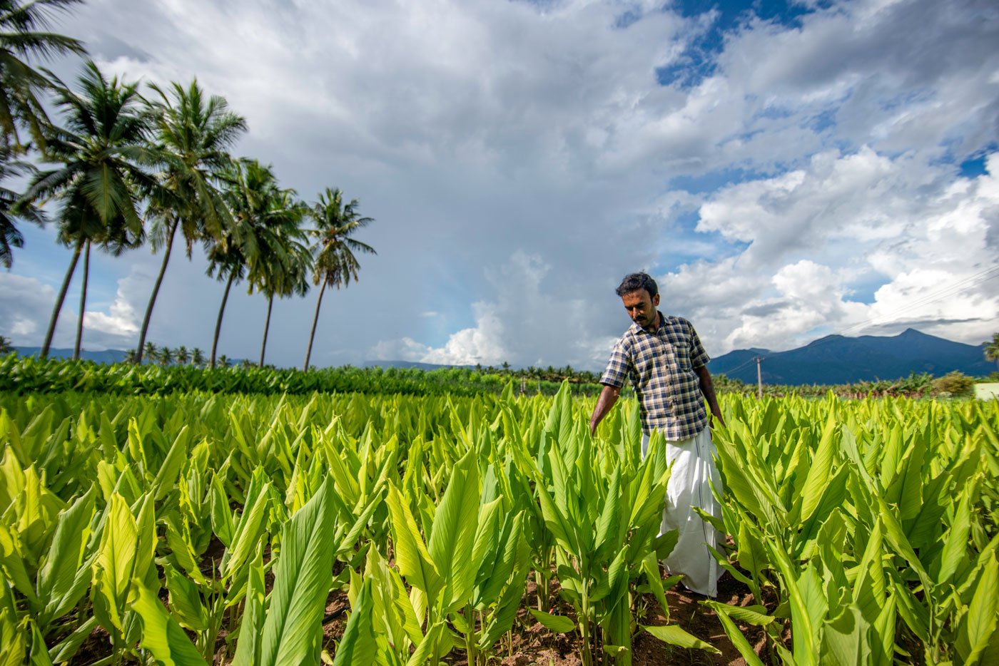 Thiru inspecting the turmeric plants in his farm, in Uppupallam hamlet of Erode's Bhavanisagar block