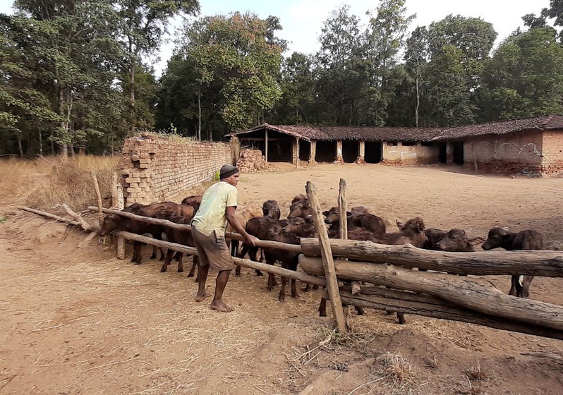 Markam fixes the horizontal bars on the makeshift fence to corral the calves.