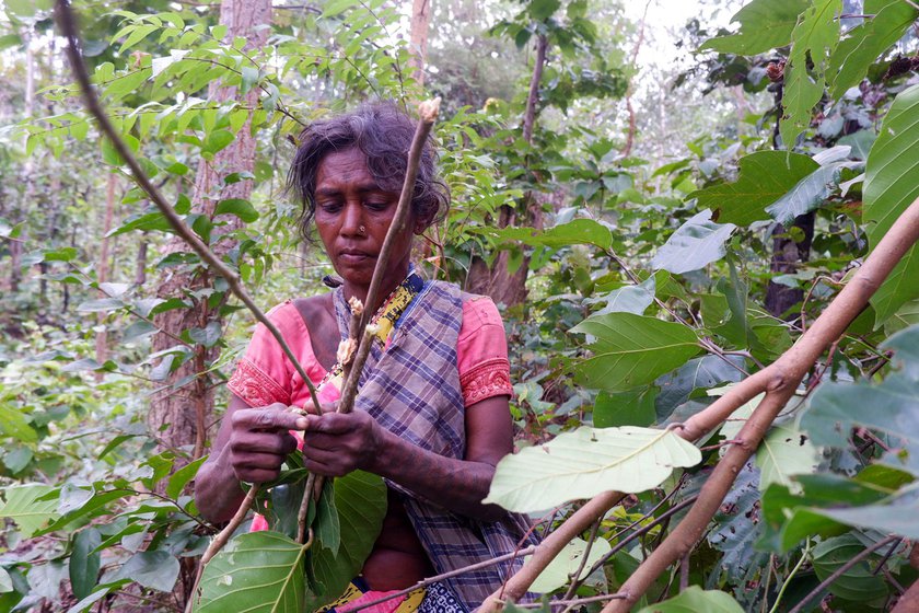 Every morning, Sakuni and Geeta cross the Auranga river near their home and make their way on foot to the forest. Even four years ago, there were many women involved in the craft of dona and pattal -making, but poor earnings has deterred them from continuing. The friends are among the last women in their village still engaged in this craft