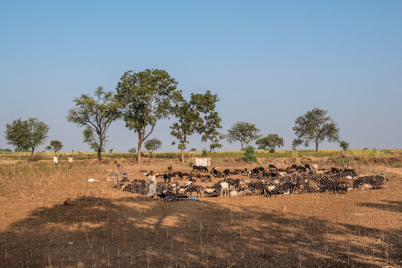 Often, two or more families divide the responsibilities of looking after their herds. They live as an extended family and migrate together after Diwali (in October-November) and return to their villages by spring (March-April).