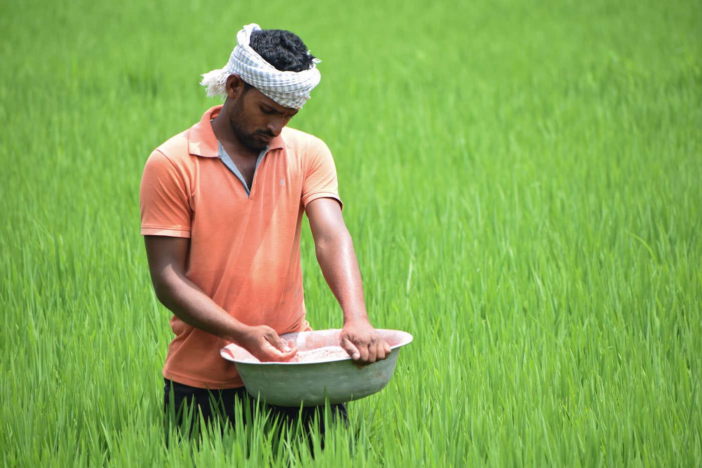 Left: Bairu Ganesh delayed harvesting his first three-acre crop by around a week – hoping for a better price. Right: The investment-heavy hybrid variety of watermelons grown in Ganesh's farm