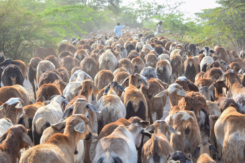 Left: The flock being herded away after a farm family wouldn't allow them to graze in their fields. Right: A harvested cotton field, with barely any fodder. The travel restrictions under the lockdown are making the herders’ search for fodder even more difficult

