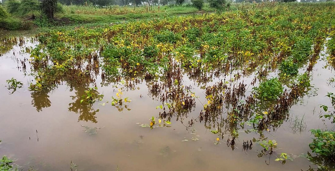 Left: Bibhishan's soybean fields inundated with rainwater in October last year. Right: Another devastated farm in Wadgaon (file photo)