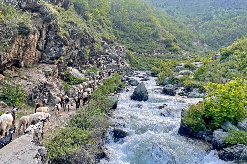 A herd of sheep and goat climbing up towards Lidwas peak in Srinagar for grazing.