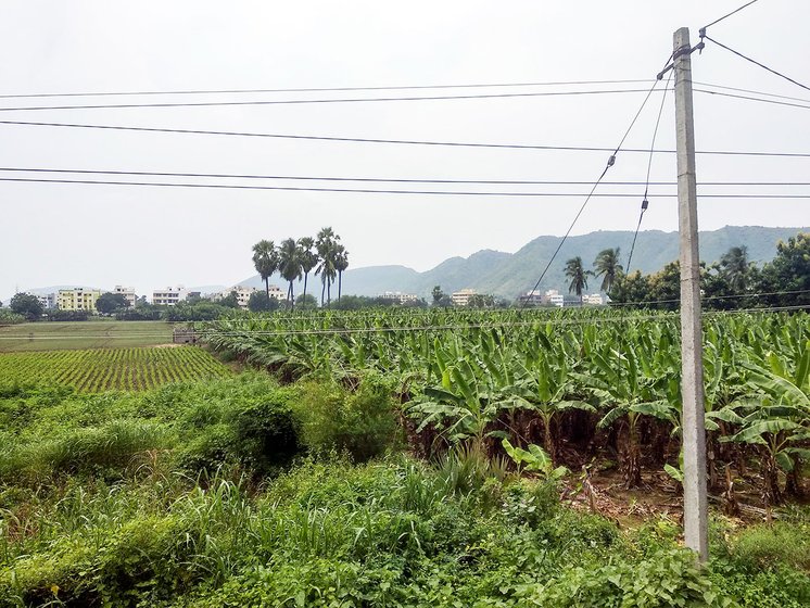 Crops being grown in Undavalli being grown in lands which have not given for pooling