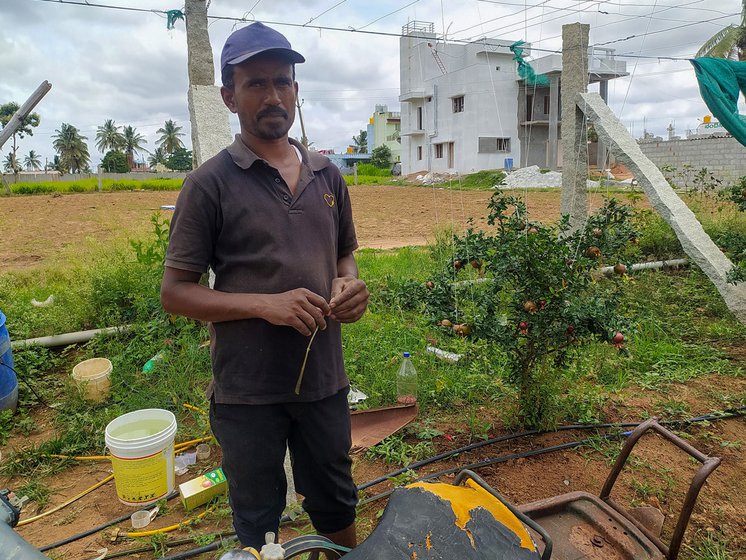 Mohan (left) switched to pomegranate farming from chillies and marigolds two years ago.