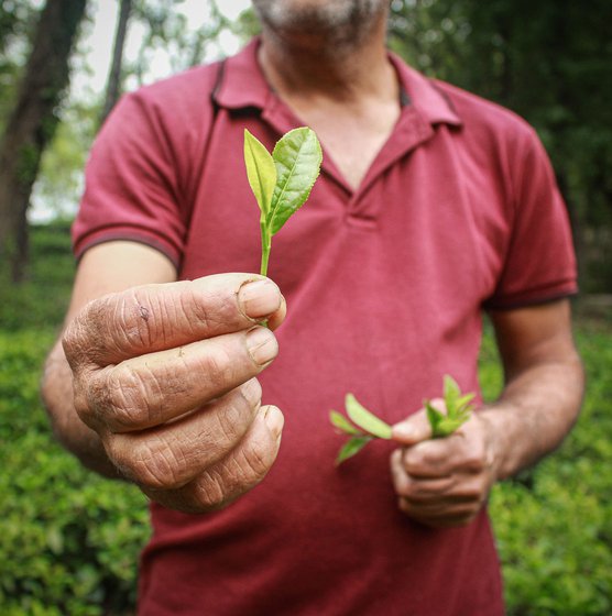 Left: The prized 'two leaves and a bud' that go to make tea.