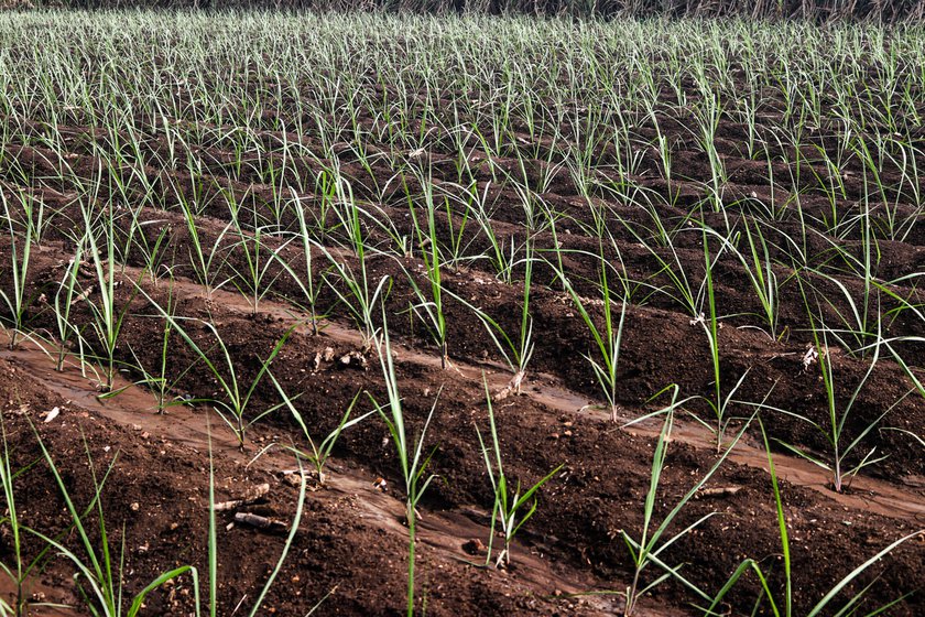 The floods of 2019 destroyed sugarcane fields (left) and harvested tomatoes (right) in Khochi, a village adjacent to Bhendavade in Kolhapur district