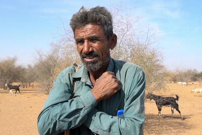 Shepherd Najammudin brings his goats and sheep to graze in the Ganga Ram ki Dhani oran , among the last few places he says where open grazing is possible