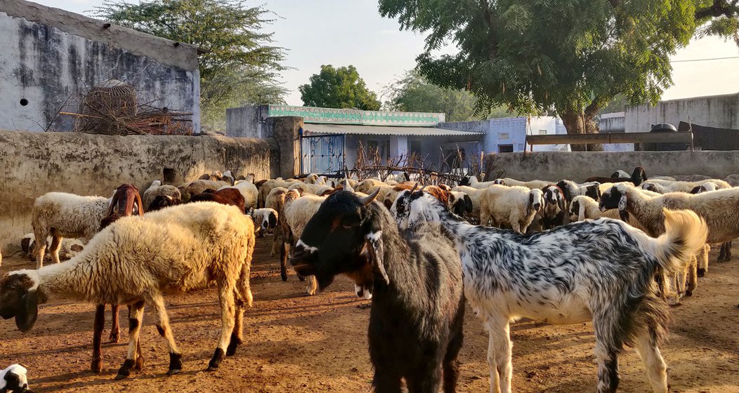 Left: Sheep and goats from Sita Devi’s herd waiting to go out to graze.