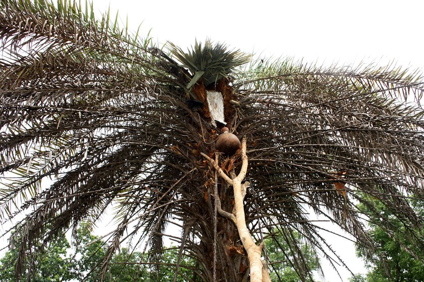 Sweet toddy being tapped from a tree in Farsegarh village, Chhattisgarh