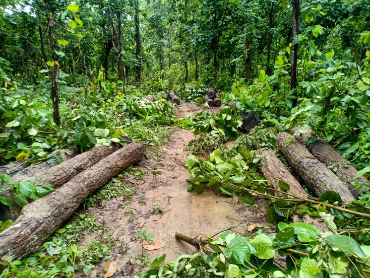 They have nothing now to eat there in the jungles. That’s why they come to the human habitats frequently in search of food', says Nalini Rabha, a retired school headmaster in Rajapara village. Among the reasons for this change is the illegal trade in timber

