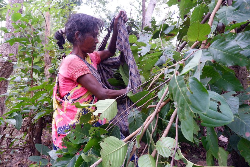 Every morning, Sakuni and Geeta cross the Auranga river near their home and make their way on foot to the forest. Even four years ago, there were many women involved in the craft of dona and pattal -making, but poor earnings has deterred them from continuing. The friends are among the last women in their village still engaged in this craft