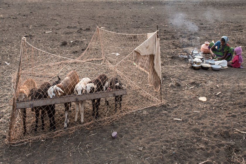 On a farm, Gayathri Vimala, a Kuruba pastoralist, is cooking food for her toddler while keeping an eye on her animals as they feed.