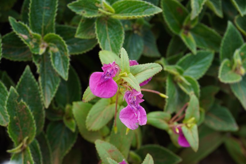 Purple bladderwort (left) and opposite-leaved balsam (right) are endemic flora of this valley which are sensitive to external threats like crowd and trampling