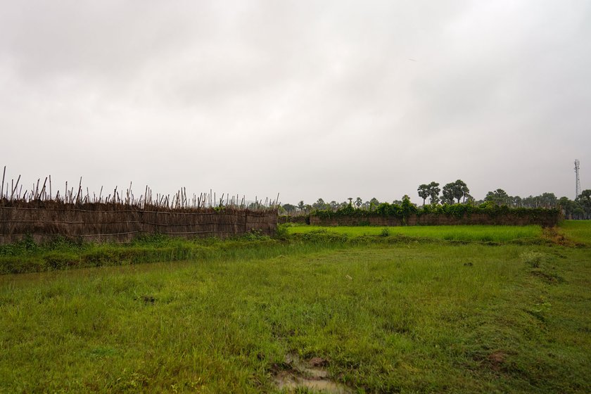 Magahi paan needs fertile clay loam soil found in the Magadh region in Bihar. Water logging can be fatal to the crop, so paan farmers usually select land with proper drainage to cultivate it