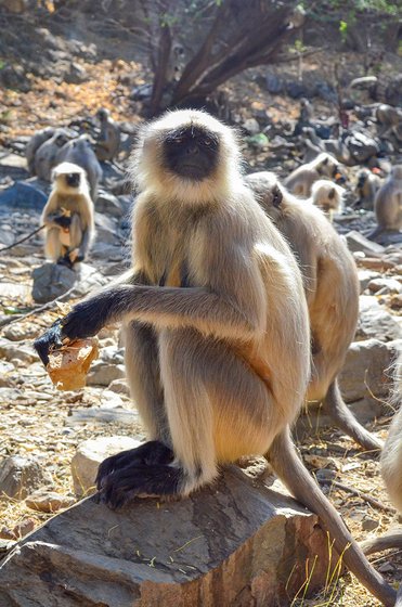 Langurs eating rotis distributed by Jhujaram Dharmiji Sant 