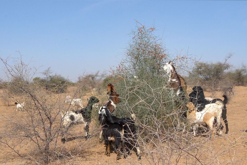 Shepherd Najammudin brings his goats and sheep to graze in the Ganga Ram ki Dhani oran , among the last few places he says where open grazing is possible