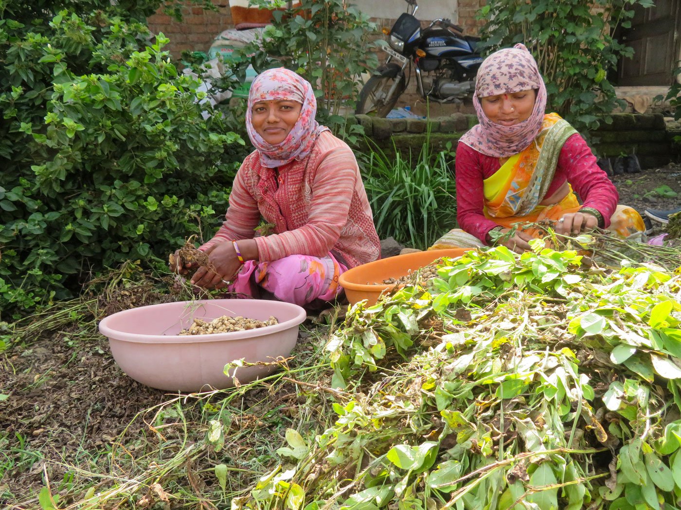 What will I earn from these rotten groundnuts', ask Rohini Boraste
