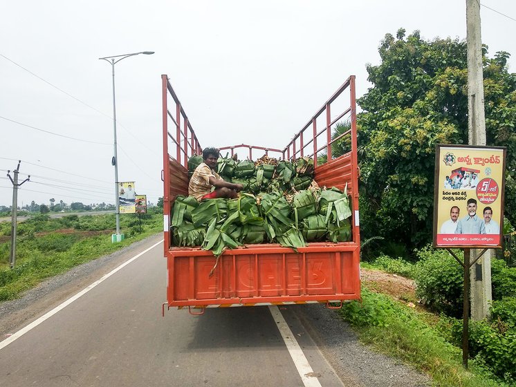 Fresh banana leaves just cut and being taken to the market