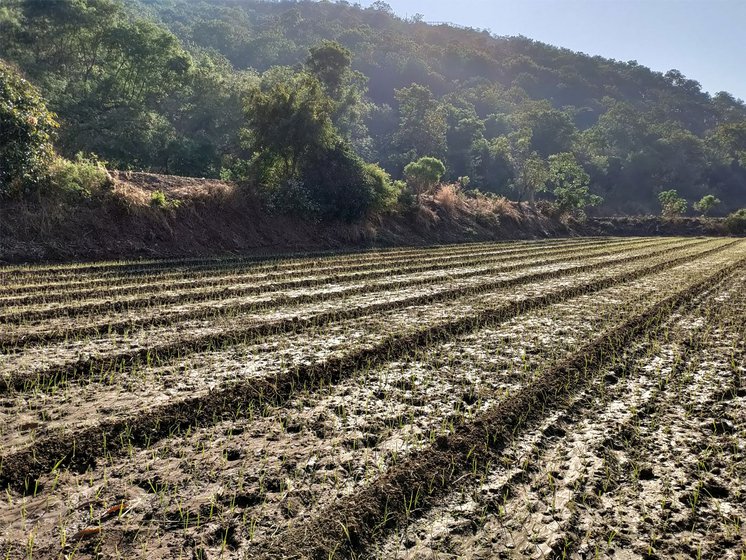 Nitin Lagad on his 5.5 acre farm in Darakwadi village, also affected by the Giant African Snails. He had to leave his farm empty for four months because of the snails.