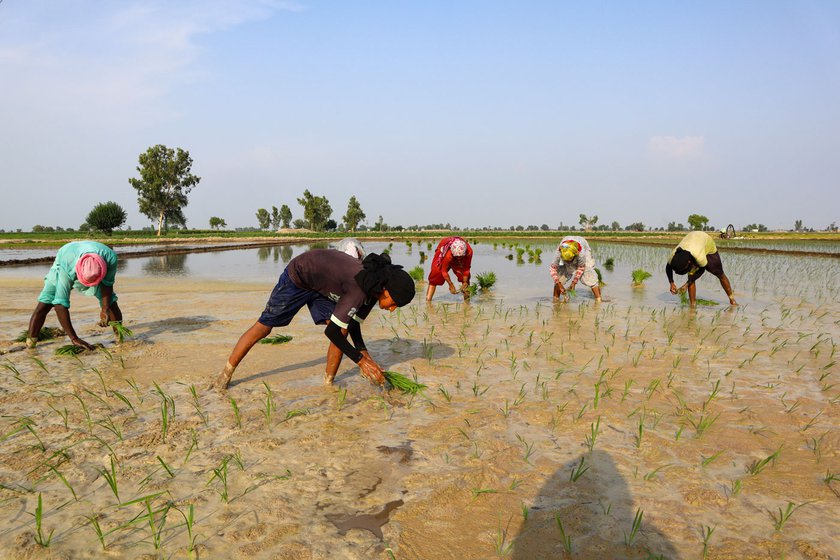 Jasdeep’s brother Mangal Singh (black turban) started working in the fields when he turned 15