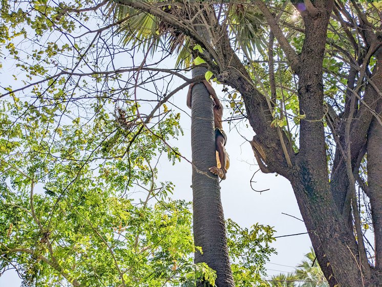 Right: Climbing a palm tree in Rasulpur, Samastipur distirct