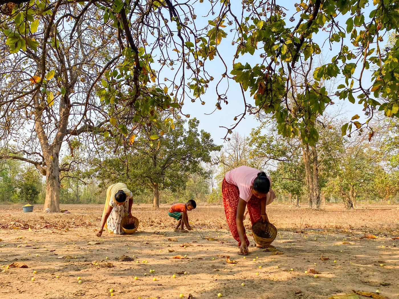 Sarita (in yellow) and Uma (red) picking up mahua flowers