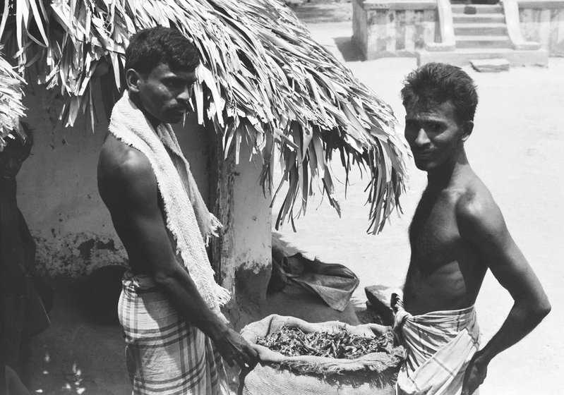 Chilli farmers filling sacks for market