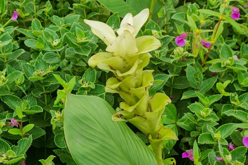 The local jangli halad [Hitchenia caulina] found on the plateau is effective for knee and joint aches.