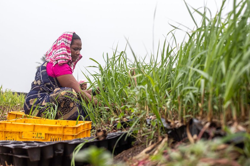 Reshma Kamble, an agricultural labourer at work in flood-affected Khutwad village.